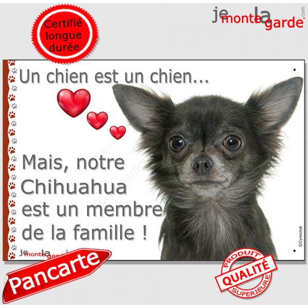 Chihuahua gris loup poils longs, plaque "Un chien est Membre de la Famille" photo panneau idée cadeau cadre pancarte affiche