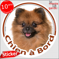 Spitz fauve, sticker voiture "Chien à Bord" 14 cm