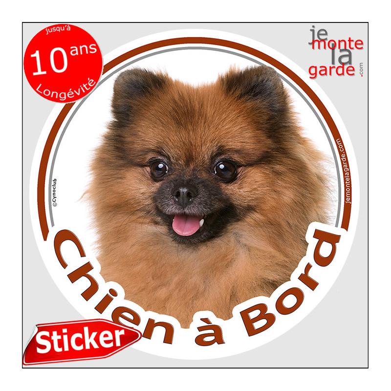 Spitz loulou fauve marron orange Tête, sticker autocollant rond "Chien à Bord" Disque adhésif vitre voiture photo Spitz loulou fauve marron orange Tête, sticker autocollant rond "Chien à Bord" Disque adhésif vitre voiture photo