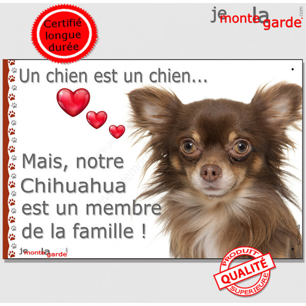 Chihuahua Chocolat Marron et Tan poils longs, plaque "Un chien est Membre de la Famille" photo panneau idée cadeau cadre pancart