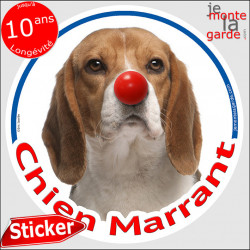 Beagle blanc et fauve, sticker autocollant rond "Chien Marrant" Disque adhésif vitre voiture photo amusant humoristique marrant