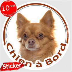 Chihuahua fauve orange poils longs Tête, sticker autocollant rond "Chien à Bord" Disque adhésif vitre voiture photo