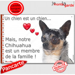 Chihuahua bleu merle à poils courts, plaque "Un chien est Membre de la Famille" photo panneau idée cadeau