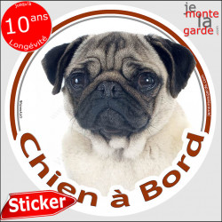 Carlin fauve sable beige Tête, sticker autocollant rond "Chien à Bord" Disque adhésif vitre voiture photo