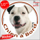 Amstaff blanc et noir, sticker rond "Chien à Bord" disque autocollant american Staff photo Staffordshire Terrier