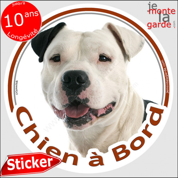 Amstaff blanc et noir, sticker rond "Chien à Bord" disque autocollant american Staff photo Staffordshire Terrier