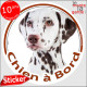 Dalmatien foie marron chocolat, sticker autocollant voiture rond "Chien à Bord" Disque adhésif photo vitre