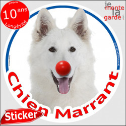 Berger Blanc Suisse, sticker autocollant rond "Chien Marrant" Disque adhésif vitre voiture photo amusant humour