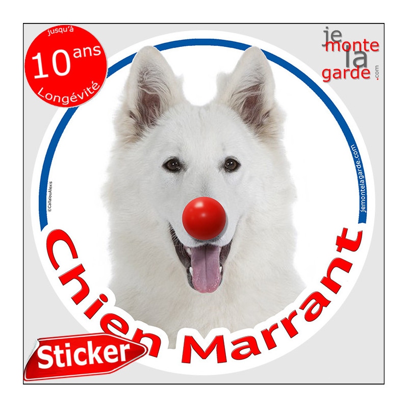 Berger Blanc Suisse, sticker autocollant rond "Chien Marrant" Disque adhésif vitre voiture photo amusant humour Berger Blanc Suisse, sticker autocollant rond "Chien Marrant" Disque adhésif vitre voiture photo amusant humour