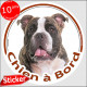 American Bully bringé Tête, sticker autocollant rond "Chien à Bord" Disque photo voiture auto adhésif américain