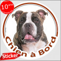 Bully bringé, sticker voiture rond "Chien à Bord" 15 cm