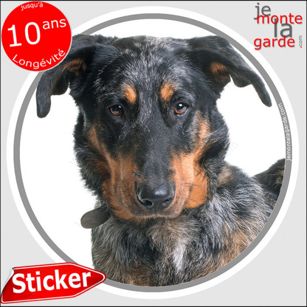 Beauceron Arlequin, sticker autocollant rond "photo" résiste Pluie Soleil Gel, disque adhésif chien Berger de Beauce arlequin 