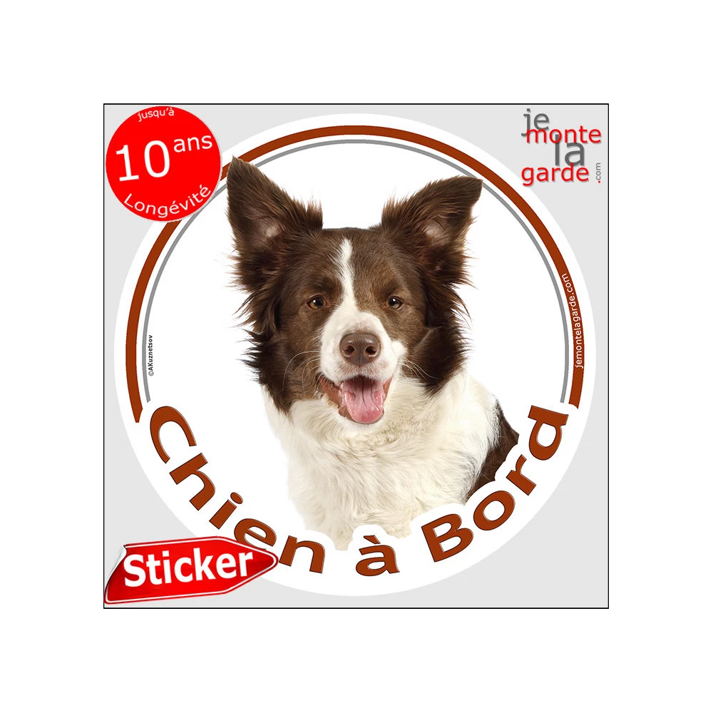 Autocollant Voiture Border Collie - 15 Cm - Vinyle Haute Qualité, Résistant Aux UV Et à L'eau - Application Facile