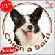 Welsh Corgi blanc et noir bringé, disque photo autocollant "Chien à Bord" Sticker adhésif rond vitre voiture pembroke cardigan