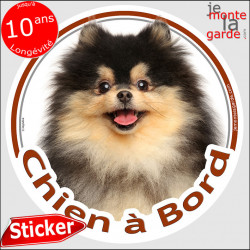 Spitz fauve, sticker voiture "Chien à Bord" 14 cm