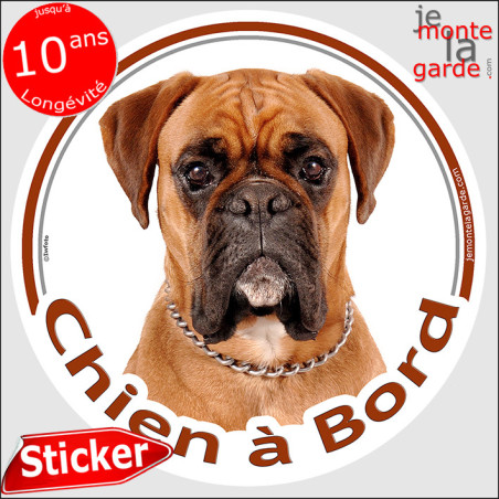 Sticker "Chien à Bord" Boxer fauve au regard intense 2 Tailles