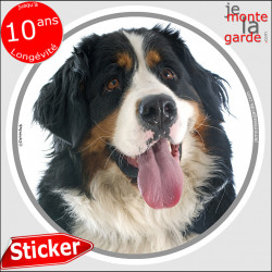 Bouvier Bernois, sticker autocollant rond "photo" intérieur ou Extérieur adhésif chien résistant intempéries
