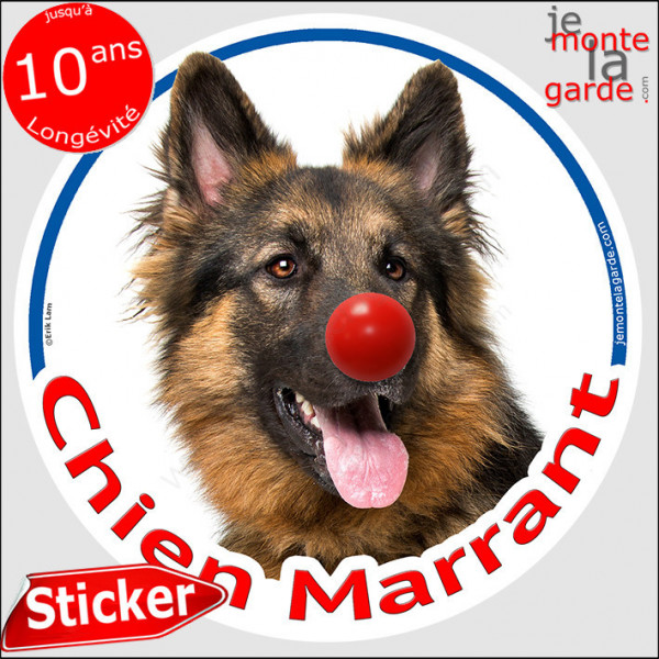 Berger Allemand noir feu poil long, sticker autocollant rond "Chien Marrant" Disque adhésif vitre voiture photo amusant humour