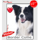"I Love Border Collie" photo autocollante, Sticker adhésif race Border Collie noir et blanc à poils longs