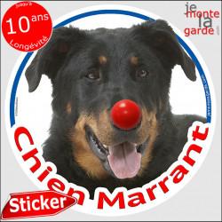 Berger de Beauce noir et feu, Beauceron, sticker autocollant rond "Chien Marrant" Disque adhésif vitre voiture photo amusant