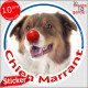 Berger Australien tricolore rouge, sticker autocollant rond "Chien Marrant" Disque adhésif vitre voiture photo amusant humour