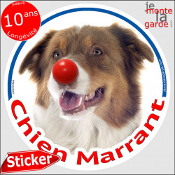 Berger Australien tricolore rouge, sticker autocollant rond "Chien Marrant" Disque adhésif vitre voiture photo amusant humour