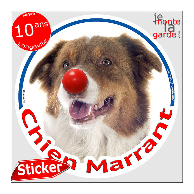 Berger Australien tricolore rouge, sticker autocollant rond "Chien Marrant" Disque adhésif vitre voiture photo amusant humour