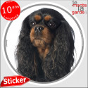 Cavalier King Charles noir et feu, sticker autocollant "photo" 14 cm