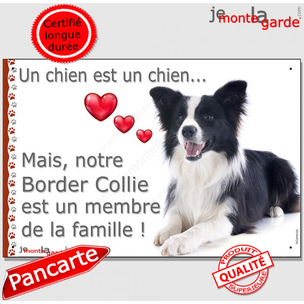 Border Collie Couché, plaque "Un chien est Membre de la Famille" photo panneau idée cadeau cadre pancarte affiche