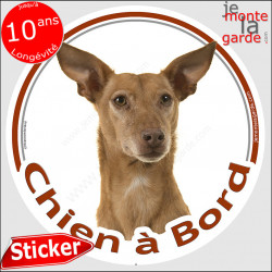 Podenco d'Ibiza, sticker voiture "Chien à Bord" 14 cm