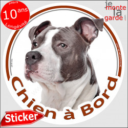 Amstaff Bleu, sticker voiture "Chien à Bord" 2 tailles