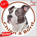 Amstaff Bleu, sticker voiture "Chien à Bord" 2 tailles D