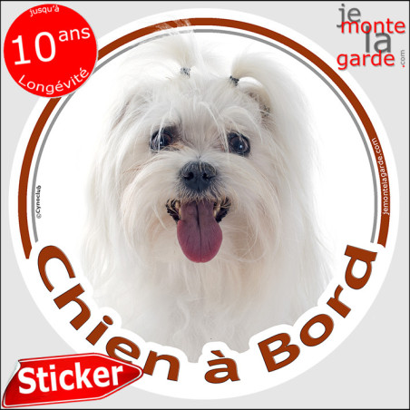Bichon Maltais Tête, sticker autocollant rond "Chien à Bord" Disque photo adhésif voiture auto chien, résiste pluie soleil gel, 