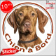 Vizsla, le Braque Hongrois, disque photo autocollant "Chien à Bord" Sticker adhésif rond vitre voiture