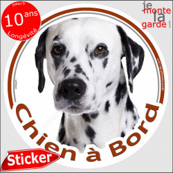 Dalmatien, sticker voiture "Chien à Bord" 14 cm