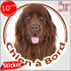 Terre Neuve marron chocolat bronze, Sticker autocollant rond "Chien à Bord" Disque adhésif vitre voiture photo brun