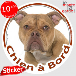 Old English Bulldog Tête, sticker autocollant rond "Chien à Bord" Disque photo adhésif vitre voiture