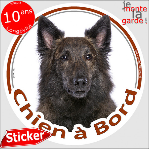 Berger Hollandais bringé poils longs Tête, sticker autocollant rond "Chien à Bord" Disque photo adhésif voiture auto vitre, rési