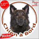 Berger Hollandais, sticker voiture "Chien à Bord" 14 cm