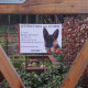 photo client - Berger Allemand poils courts, plaque portail "Attention au Chien, jetez-vous au sol et attendez secours !"