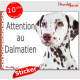 Dalmatien marron foie, panneau autocollant "Attention au Chien" pancarte sticker photo adhésif brun chocolat