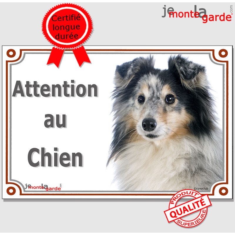 Berger des Shetland bleu Merle, plaque portail "Attention au Chien" photo Sheltie arlequin 