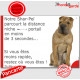 Shar-Peï Fauve Assis, plaque humour "parcourt distance Niche-Portail moins 3 secondes, rapide" pancarte photo attention au chien