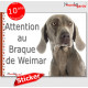 Braque de Weimar, panneau autocollant "Attention au Chien" pancarte sticker photo adhésif race boîte aux lettres portail entrée 