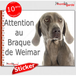 Braque de Weimar, autocollant "Attention au Chien" 16 cm