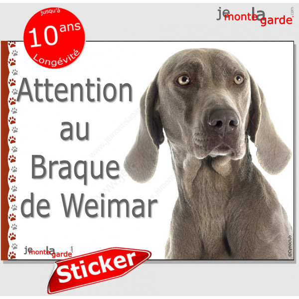 Braque de Weimar, panneau autocollant "Attention au Chien" pancarte sticker photo adhésif race boîte aux lettres portail entrée 