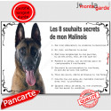 Malinois, plaque photo "Les 8 Souhaits Secrets" 24 cm CDT