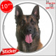 Berger Belge Malinois, sticker autocollant rond "photo" Disque intérieur ou Extérieur résistant intempéries chien adhésif