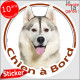 Husky Sibérien gris et blanc, sticker autocollant rond "Chien à Bord" Disque adhésif vitre voiture photo Huskies yeux marron