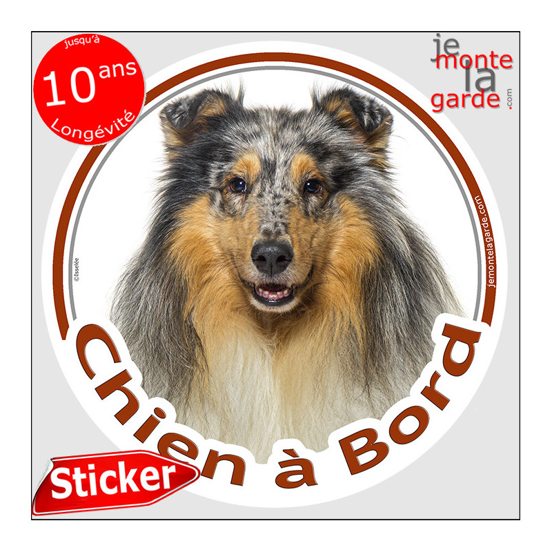 Colley bleu merle, sticker autocollant voiture rond "Chien à Bord"  Disque adhésif vitre photo résiste intempéries